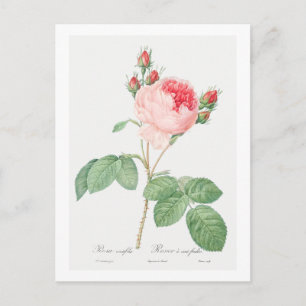 REDOUTÉ BOTANICAL "CABBAGE ROSE" POSTCARD POSTKARTE
