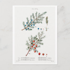 REDOUTÉ BOTANICAL "COMMON JUNIPER" POSTCARD POSTKARTE