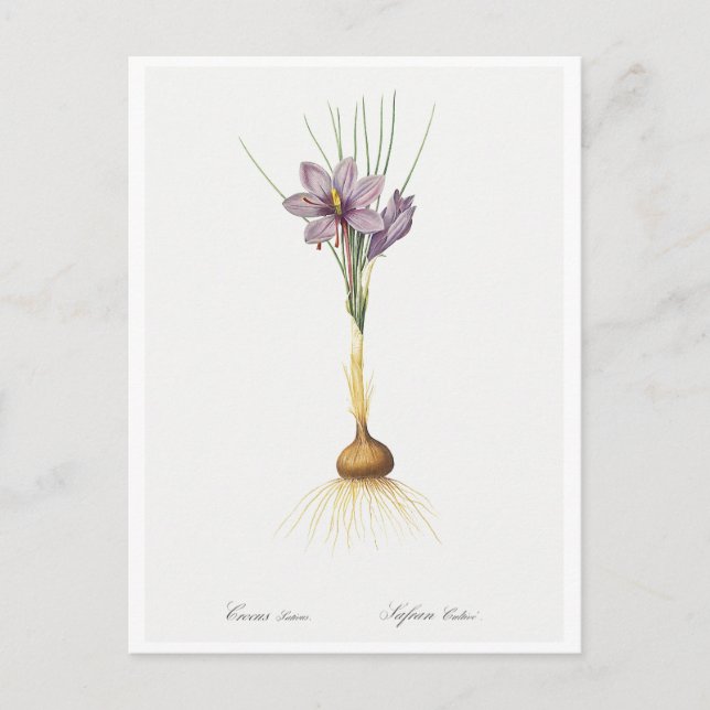 REDOUTÉ BOTANICAL "CROCUSS" POSTCARD POSTKARTE (Vorderseite)