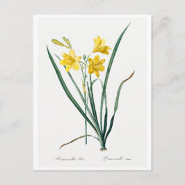 REDOUTÉ BOTANICAL "DAY LILY" POSTCARD POSTKARTE