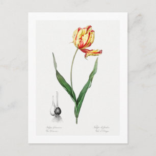 REDOUTÉ BOTANICAL "DIDIER'S TULIP" POSTCARD POSTKARTE