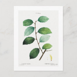 REDOUTÉ BOTANICAL "EARED WILLOW" POSTCARD POSTKARTE
