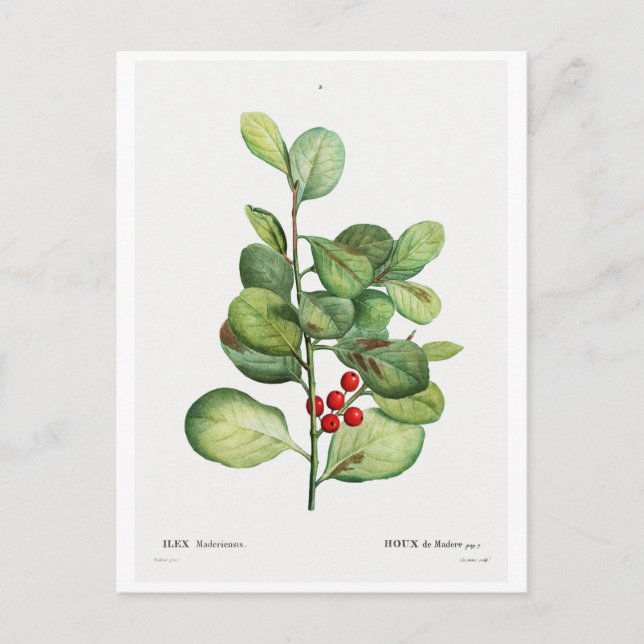 REDOUTÉ BOTANICAL "ILEX MEDERIENSIS" POSTCARD POSTKARTE (Vorderseite)