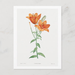 REDOUTÉ BOTANICAL "ORANGE LILY" POSTCARD POSTKARTE