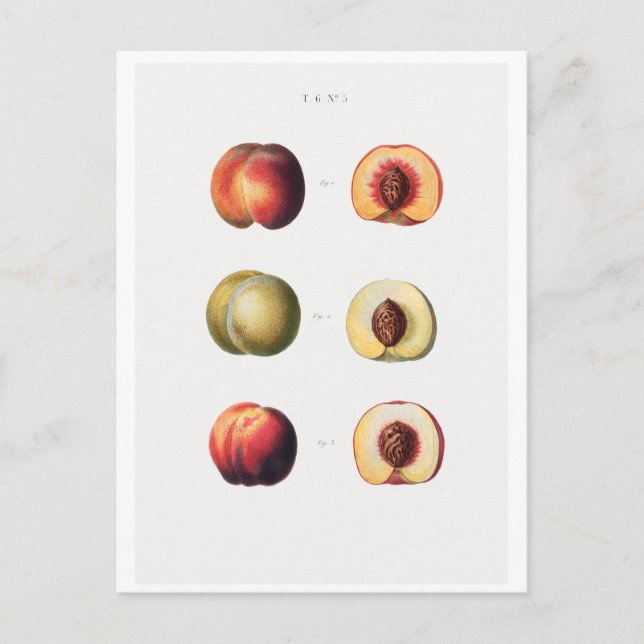 REDOUTÉ BOTANICAL POSTCARD POSTKARTE (Vorderseite)