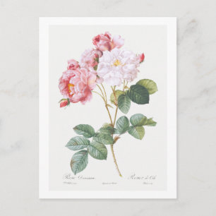 REDOUTÉ BOTANICAL "ROSEBUSH" POSTCARD POSTKARTE