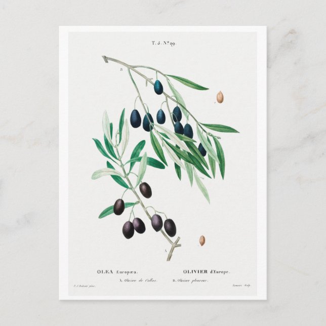REDOUTÉ BOTANISCHE ILLUSTRATION "OLIVES" POSTCARD POSTKARTE (Vorderseite)