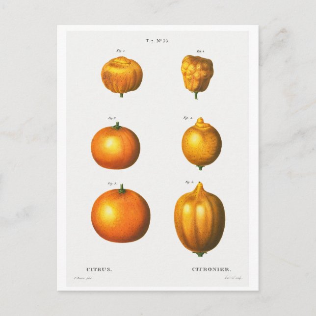 REDOUTÉ BOTANISCHE ILLUSTRATION "ORANGES" POSTCARD POSTKARTE (Vorderseite)