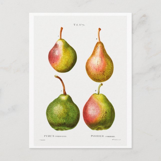REDOUTÉ BOTANISCHE ILLUSTRATION VON "PEARS" POSTCA POSTKARTE (Vorderseite)