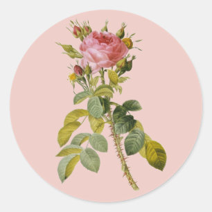 Redoute English Rose Single Stem Runder Aufkleber