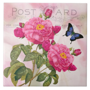 Redoute Französische Rosa Rosen Keramikfliese