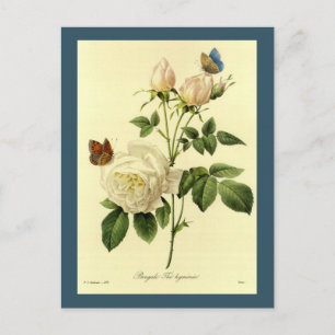 Redoute Illustration Bengal Rose Hymanee Postkarte