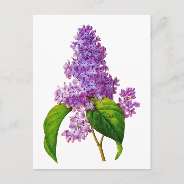 Redoute Lilacs Postkarte (Vorderseite)