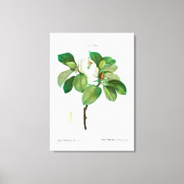 REDOUTÉ "MAGNOLIA" STRETCHED CANVAS DRUCKEN LEINWANDDRUCK