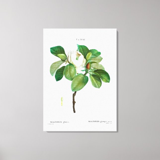 REDOUTÉ "MAGNOLIA" STRETCHED CANVAS DRUCKEN LEINWANDDRUCK (Vorderseite)