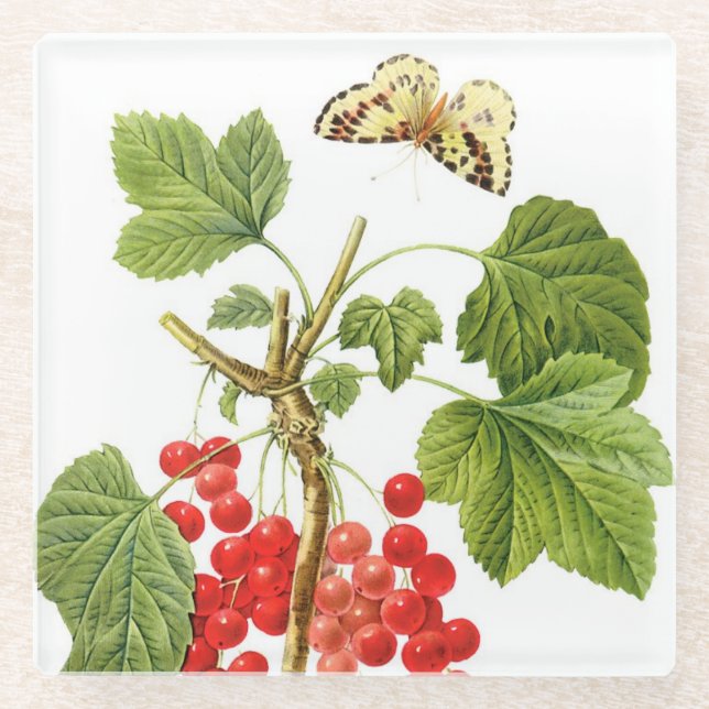 Redoute Pflanze Glass Untersetzer (Vorderseite)