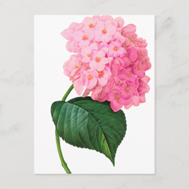 Redoute Pink Hydrangea Postkarte (Vorderseite)