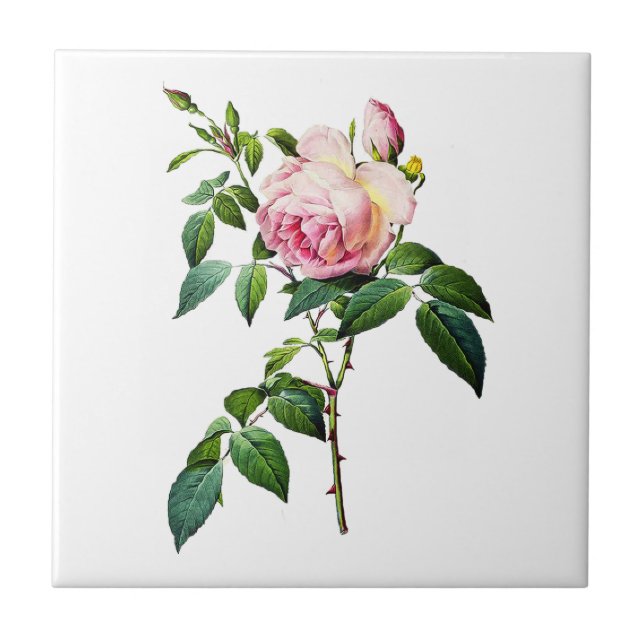Redoute Pink Roses Fliese (Vorderseite)