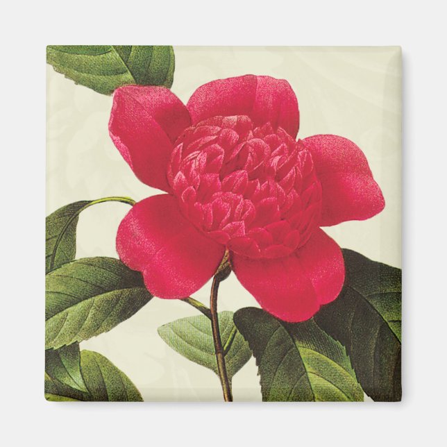 Redoute Red Camellia Botanical Print Square Magnet (Vorne)