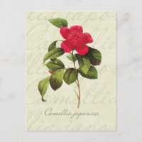 Redoute Red Camellia Botanische Print Postcard