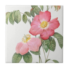 Redoute Red Pink Roses Keramik Tile Fliese
