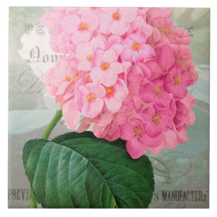 Redoute rosa Hydrangea-Keramik-Fliese Fliese