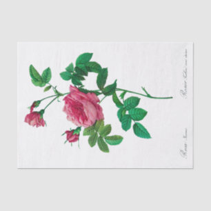 Redoute Rosa Inermis Seidenpapier