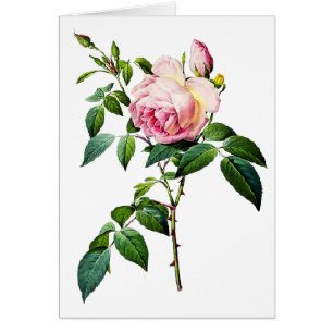 Redoute rosa Rosen