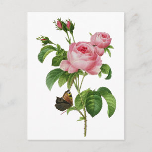 Redoute rosa Rosen Postkarte
