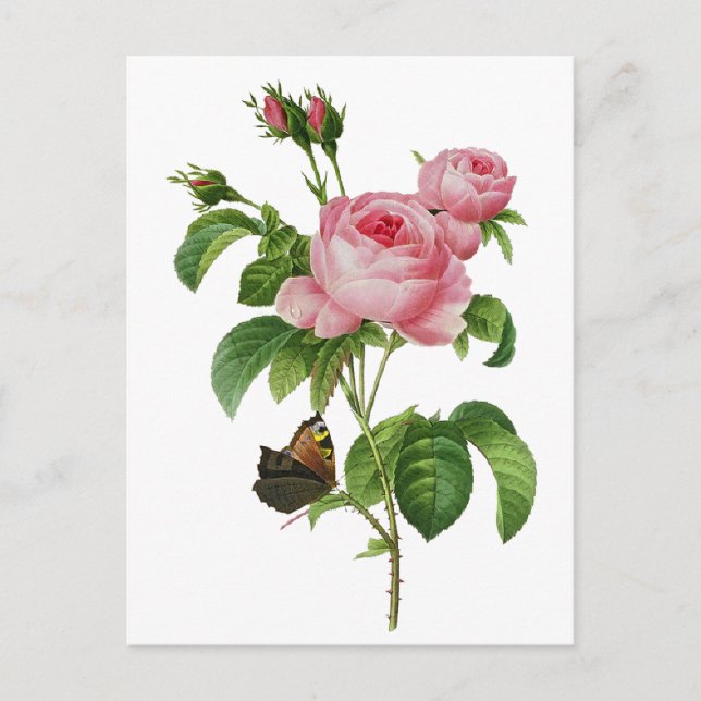 Redoute rosa Rosen Postkarte (Vorderseite)