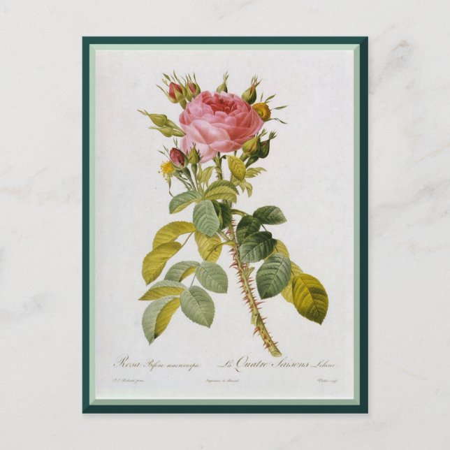Redoute Rose Single Stem Postkarte (Vorderseite)