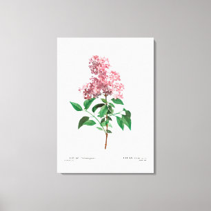 REDOUTÉ VINTAG BOTANISCHE "CHINESISCHE LILAK" LEINWANDDRUCK