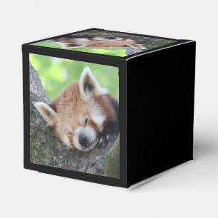 RedPanda20150705.jpg Geschenkschachtel
