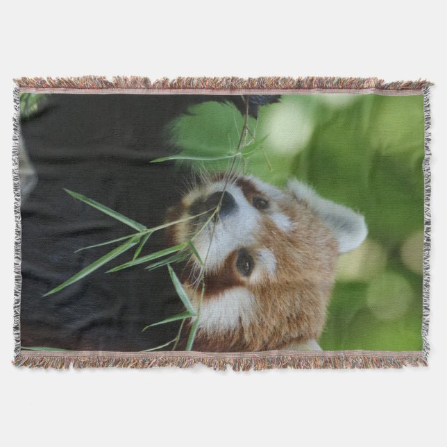 RedPanda 002 Decke (Vorderseite)