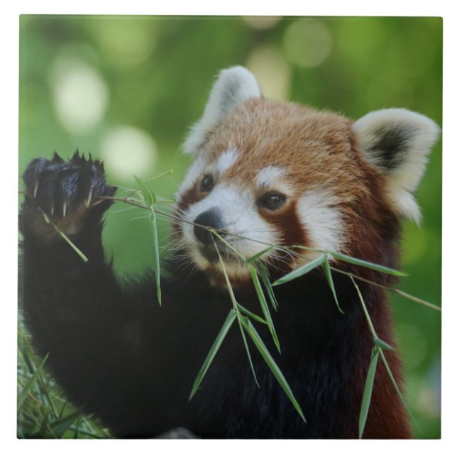 RedPanda 002 Fliese (Vorderseite)