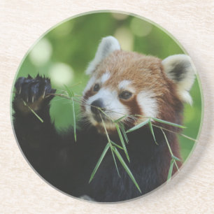 RedPanda 002 Getränkeuntersetzer