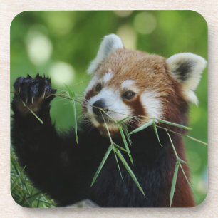 RedPanda 002 Getränkeuntersetzer