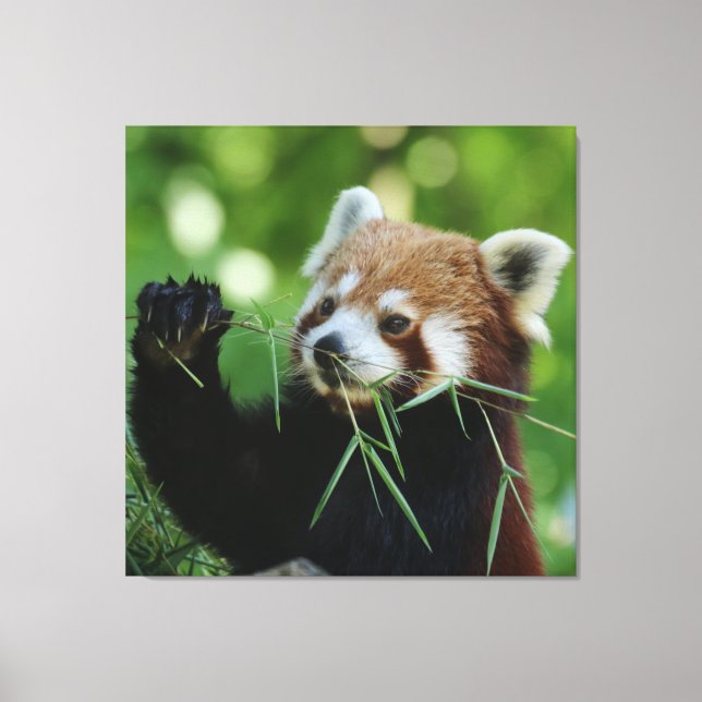 RedPanda 002 Leinwanddruck (Vorderseite)