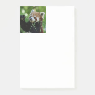 RedPanda 002 Post-it Klebezettel