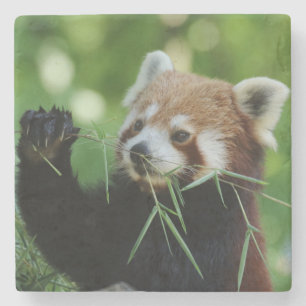 RedPanda 002 Steinuntersetzer