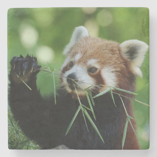 RedPanda 002 Steinuntersetzer (Vorderseite)