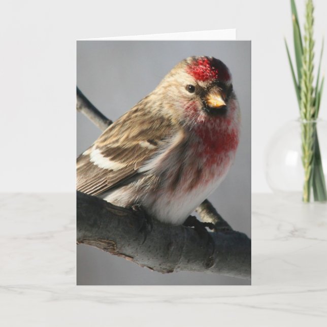 Redpoll Grußkarte Karte (Vorderseite)