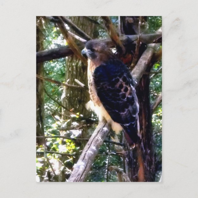 Redtail Hawk auf Zweig Postkarte (Vorderseite)