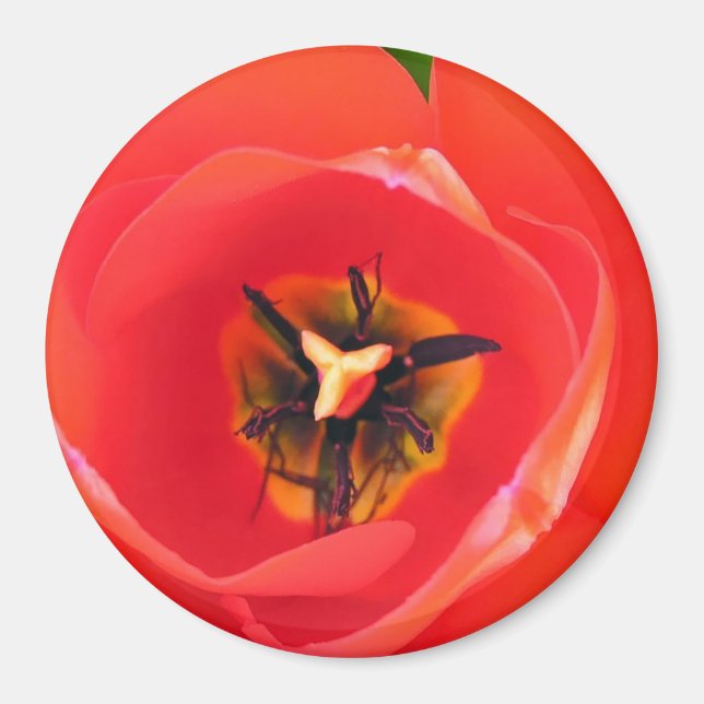 RedTulip Magnet (Vorne)