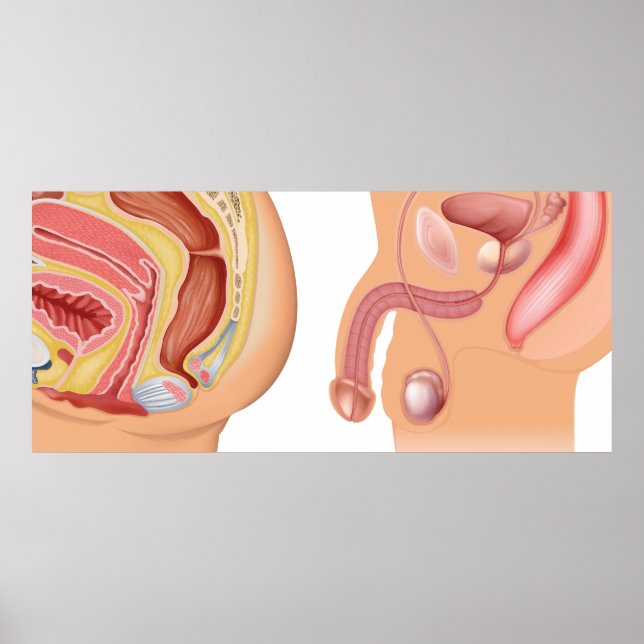 Reduktionssystem für Frauen und Männer Poster (Vorne)