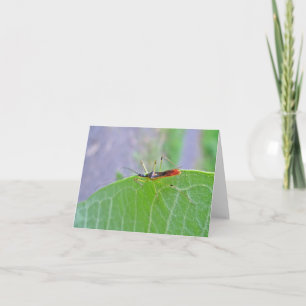 Reduviid Red Assassin Bug Note Card Karte
