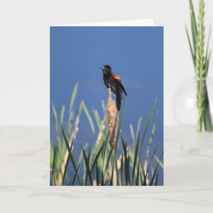 Redwing Blackbird-Karte Karte