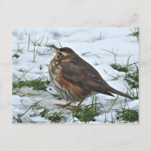 Redwing Postkarte
