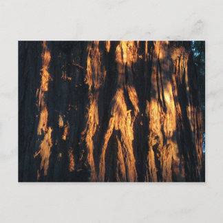 " Redwood Bark ! " Postkarte