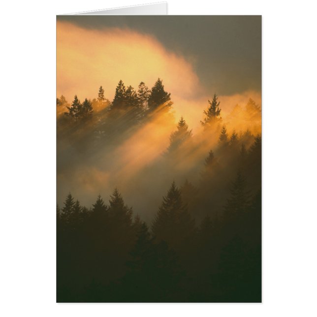 Redwood-Bäume in Küstennebel, Marin-Landkreis, (Vorne)